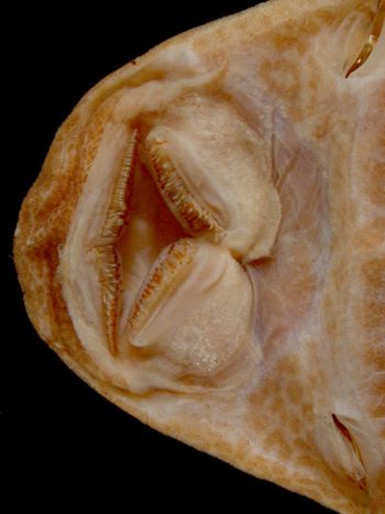 Media type: image; Ichthyology 7842